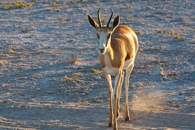 Kalahari Desert - springbok antelope